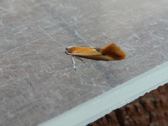 Batia lunaris