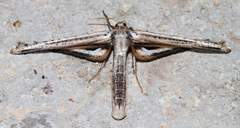 Meskea dyspteraria