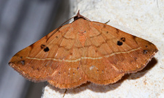 Hemeroplanis floccalis