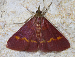 Pyrausta pseuderosnealis