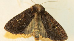 Apamea plutonia