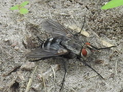 Microphthalma disjuncta