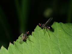 Nemopoda nitidula