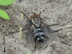 Microphthalma disjuncta