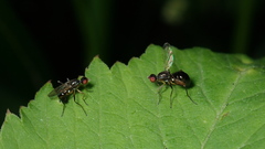 Nemopoda nitidula