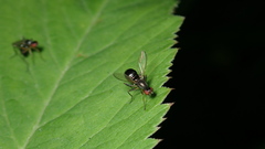 Nemopoda nitidula