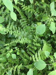 Cystopteris bulbifera