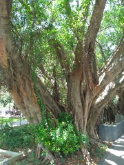 Ficus microcarpa microcarpa