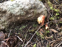 Monotropa hypopitys
