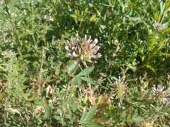 Trifolium obtusiflorum
