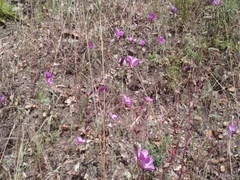Clarkia lewisii