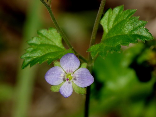 Veronica plebeia
