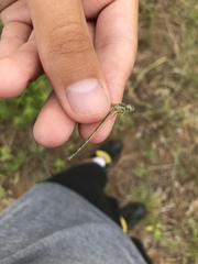 Enallagma antennatum