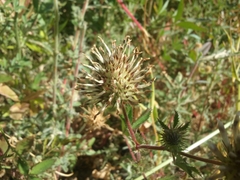Trifolium obtusiflorum