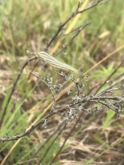 Enallagma antennatum