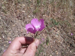 Clarkia lewisii