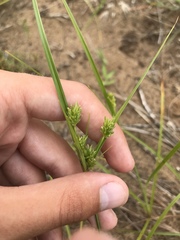 Cyperus lupulinus