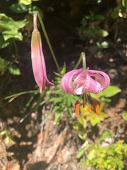 Lilium kelloggii
