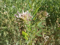 Trifolium obtusiflorum