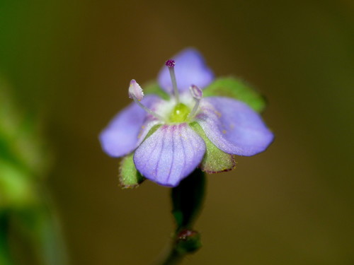 Veronica plebeia