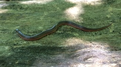 Carphophis amoenus amoenus