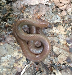 Carphophis amoenus amoenus