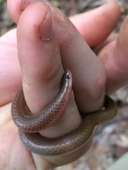 Carphophis amoenus amoenus