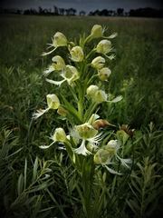 Platanthera praeclara