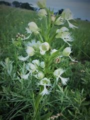Platanthera praeclara