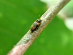 Horistonotus curiatus