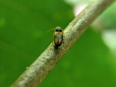 Horistonotus curiatus