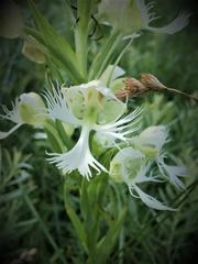 Platanthera praeclara