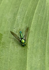 Condylostylus comatus