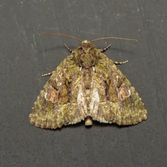 Phosphila miselioides