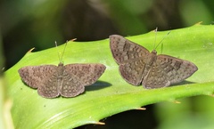 Emesis ocypore zelotes