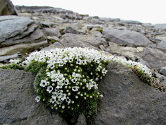 Veronica pulvinaris