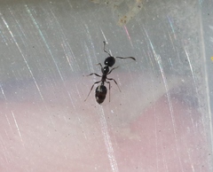 Monomorium ergatogyna
