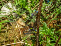 Archilestes