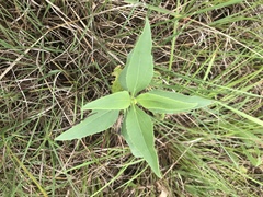 Helianthus occidentalis