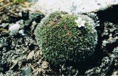 Veronica pulvinaris