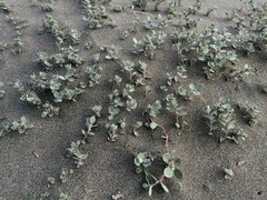 Atriplex leucophylla