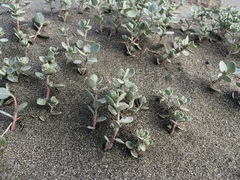 Atriplex leucophylla