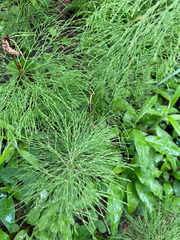 Equisetum sylvaticum