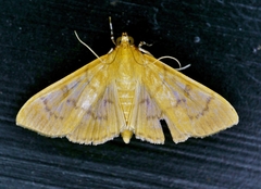 Psara obscuralis