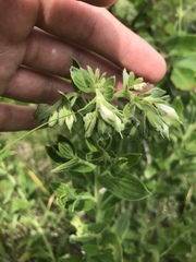 Lithospermum occidentale