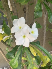 Plumeria