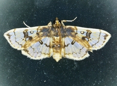 Compacta hirtalis