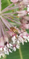 Typocerus velutinus