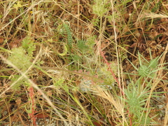 Rumex bucephalophorus