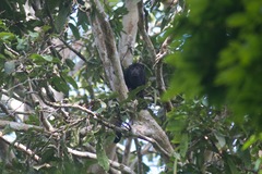 Alouatta belzebul